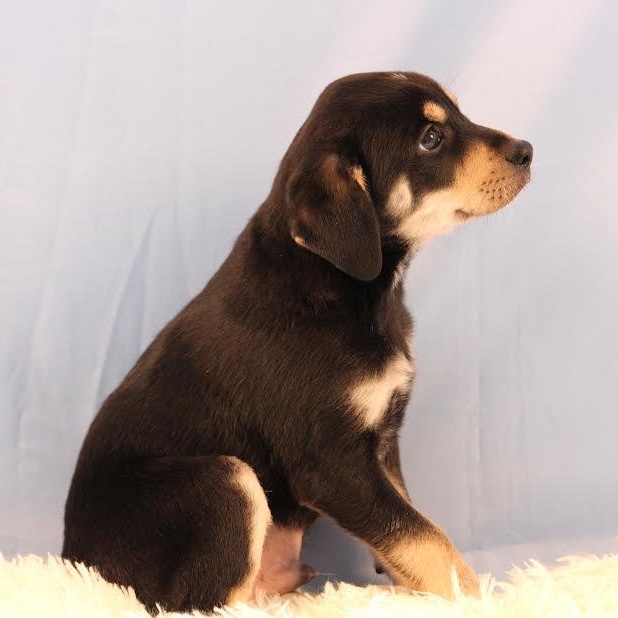 Otho, a ADOPTABLE mixed breed in Midlothian, VA image 3/3