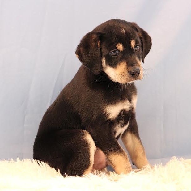 Otho, a ADOPTABLE mixed breed in Midlothian, VA image 1/3