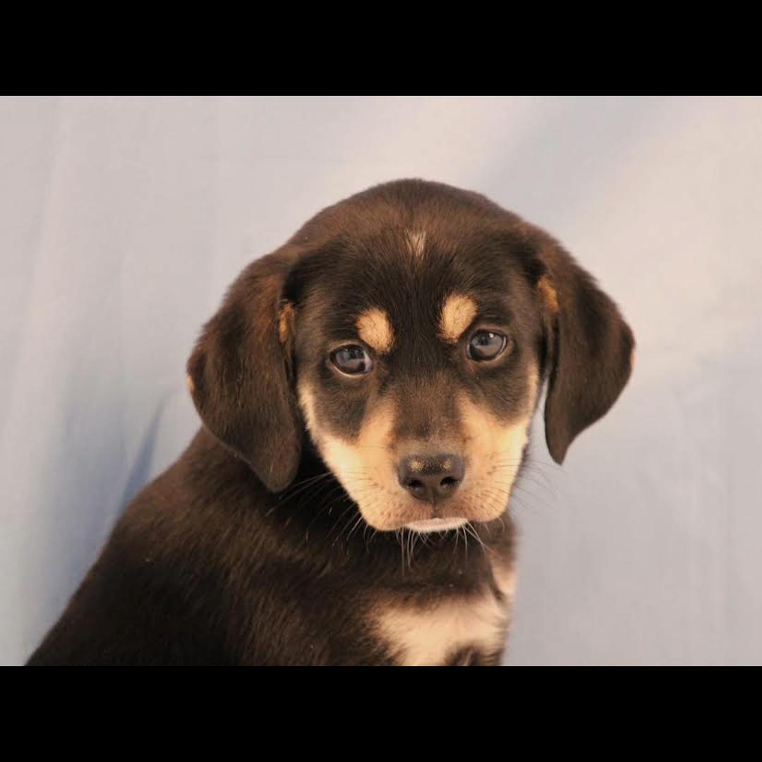 Otho, a ADOPTABLE mixed breed in Midlothian, VA image 2/3