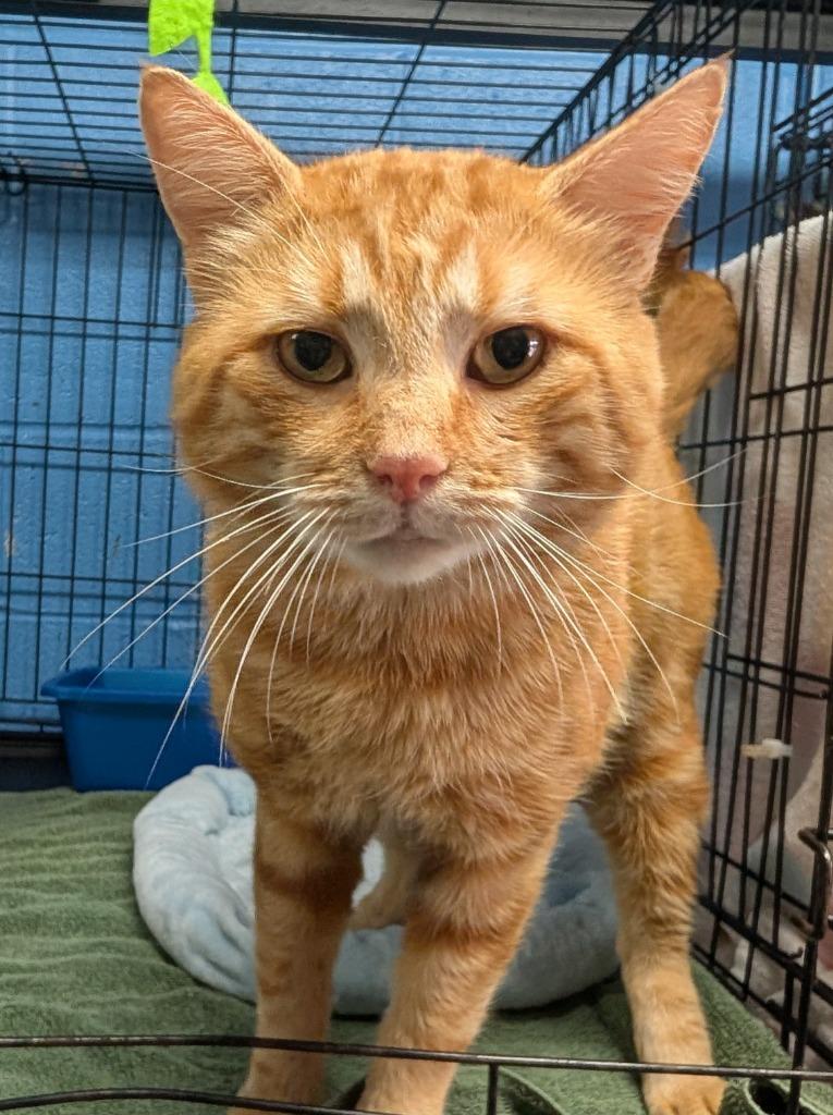 Herman, Adoptable, Adult Male Domestic Short Hair.
