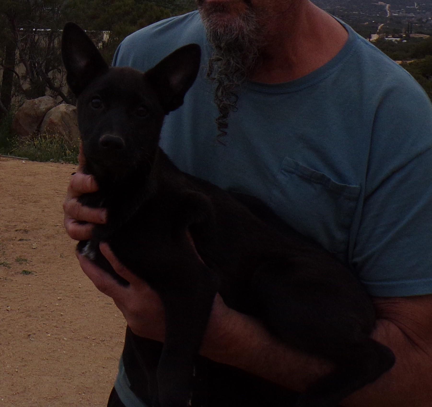 Enlarge SASHA, an adopted mixed breed in Corona, CA image 1/3