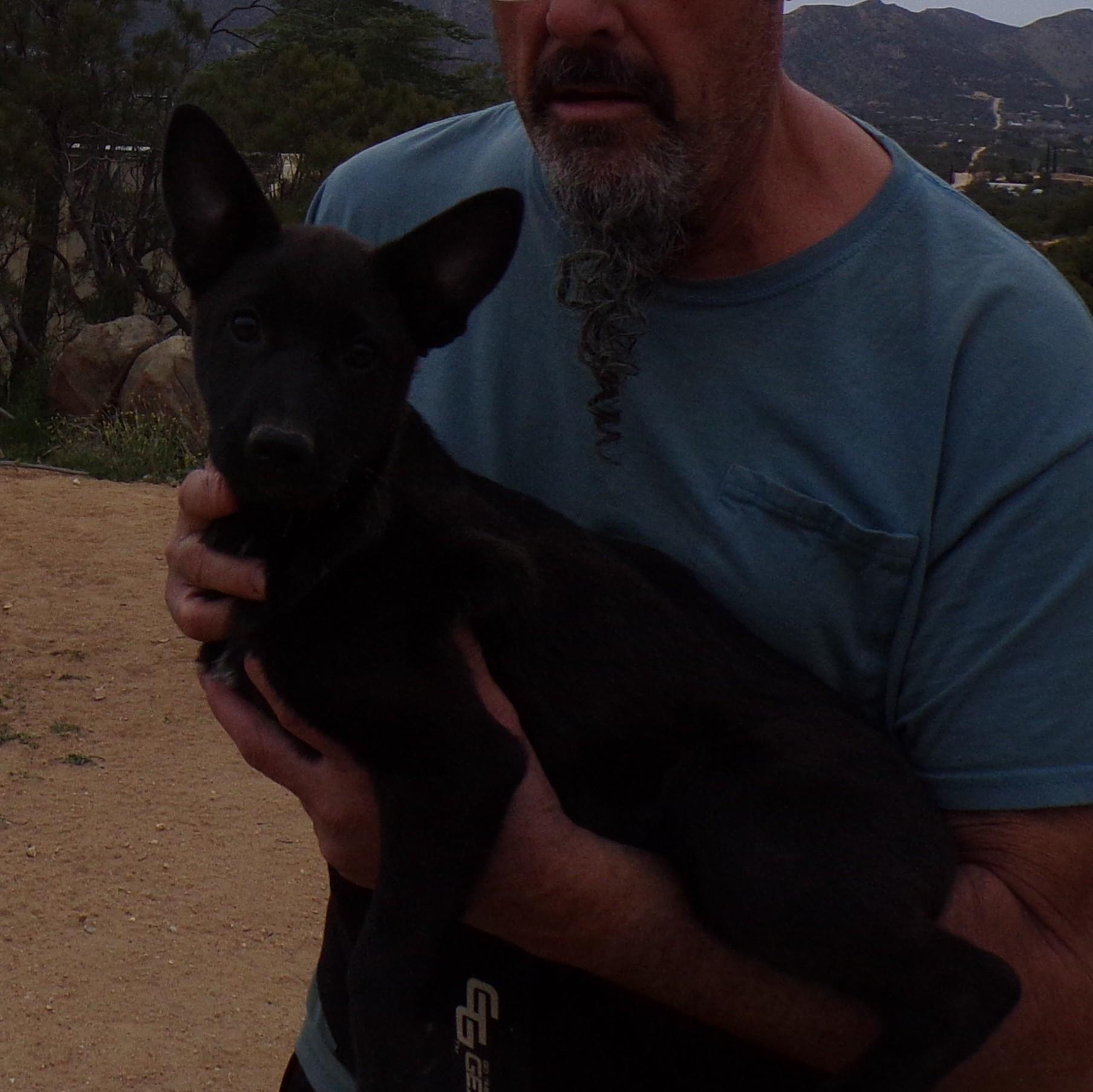 Enlarge SASHA, an adopted mixed breed in Corona, CA image 3/3