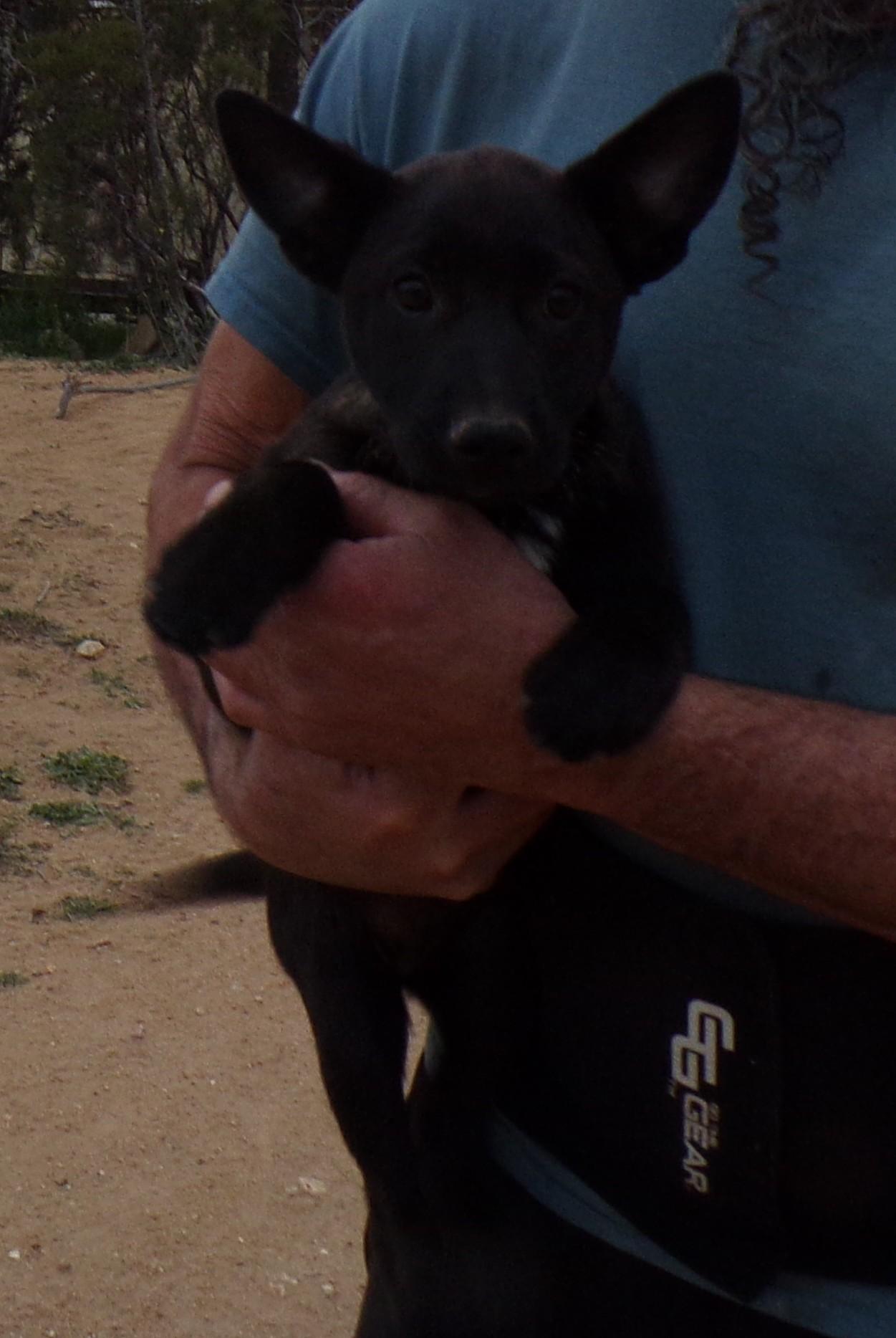 Enlarge SASHA, an adopted mixed breed in Corona, CA image 2/3