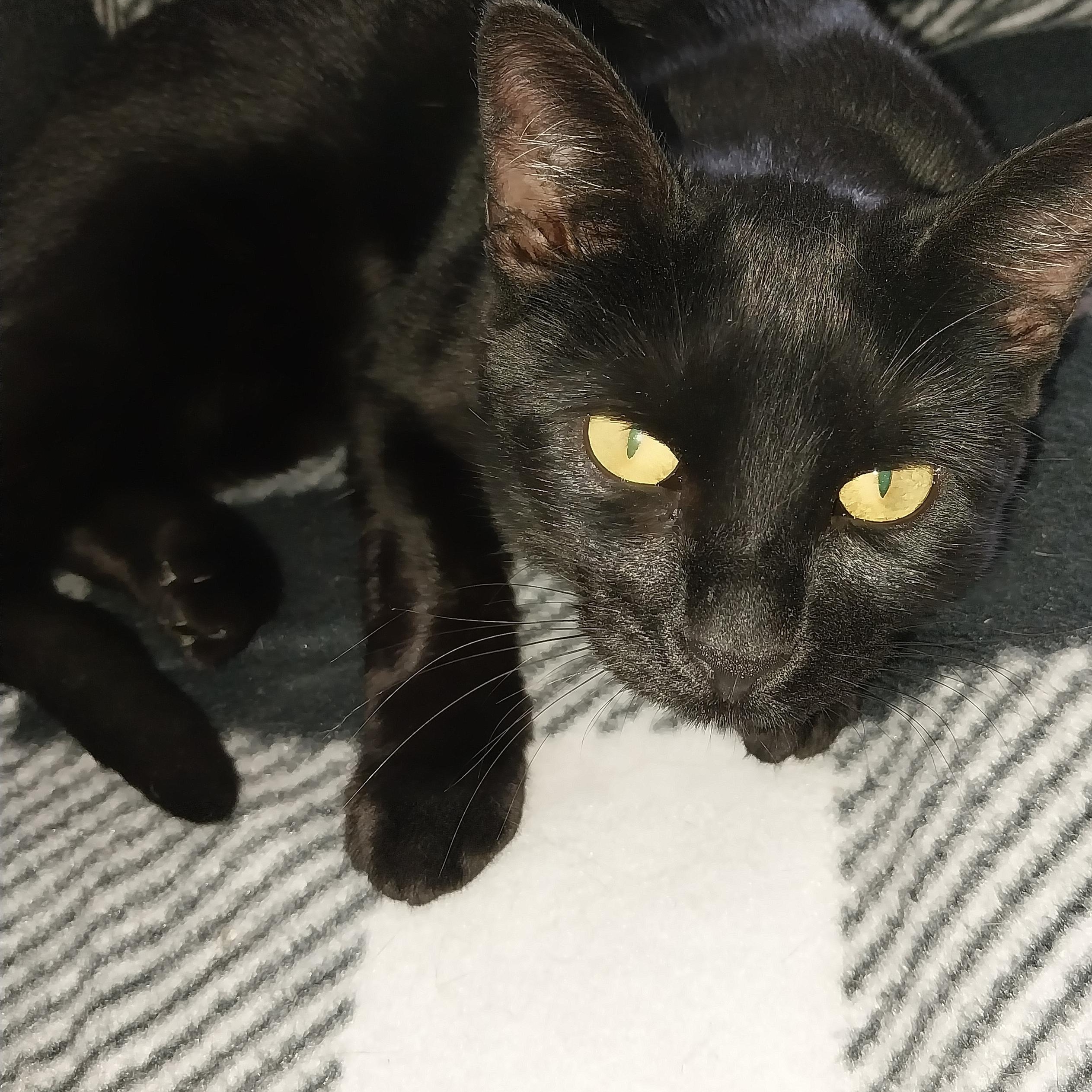 Purretta(Baretta), Adopted, Young Female British Shorthair & Domestic Short Hair.