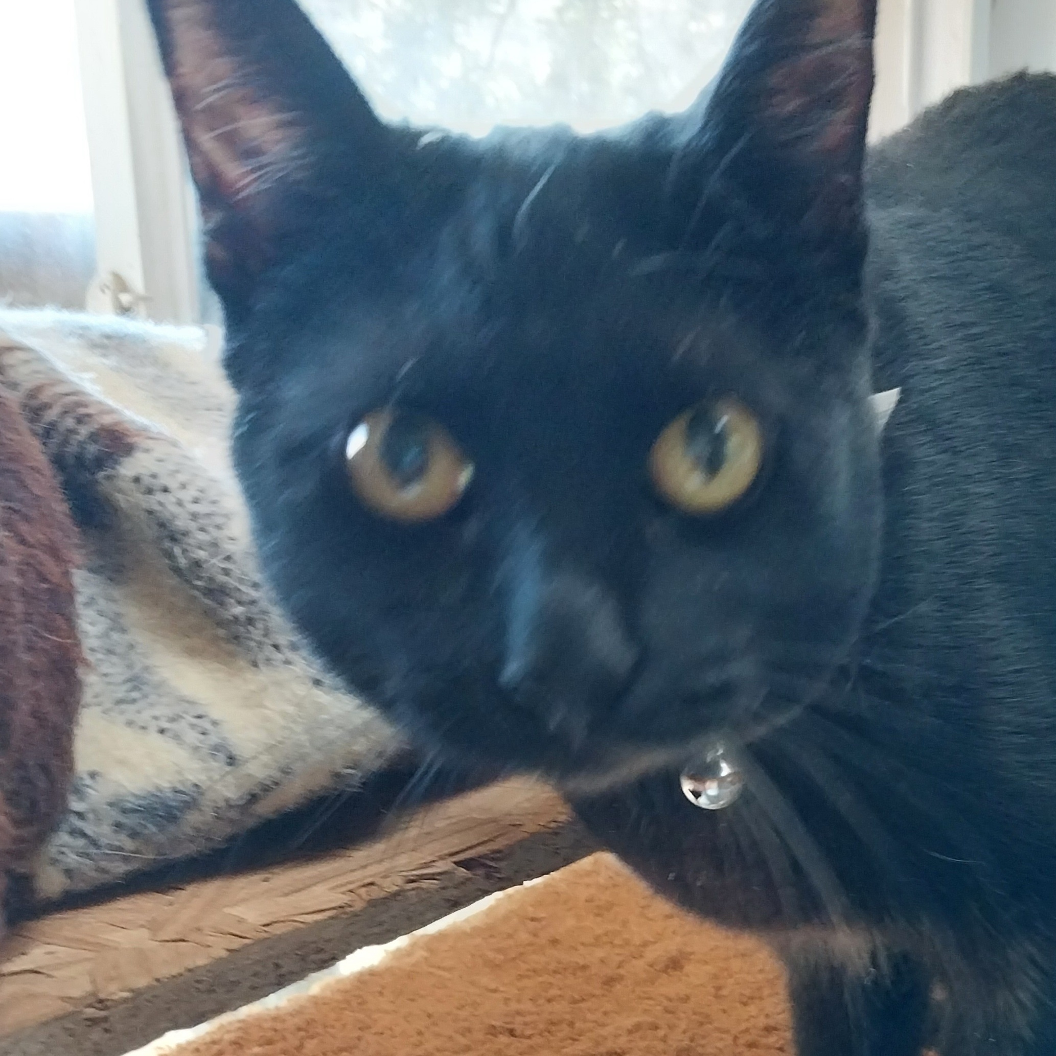 Enlarge Purretta(Baretta), a Adopted mixed breed in Tehachapi, CA image 2/4