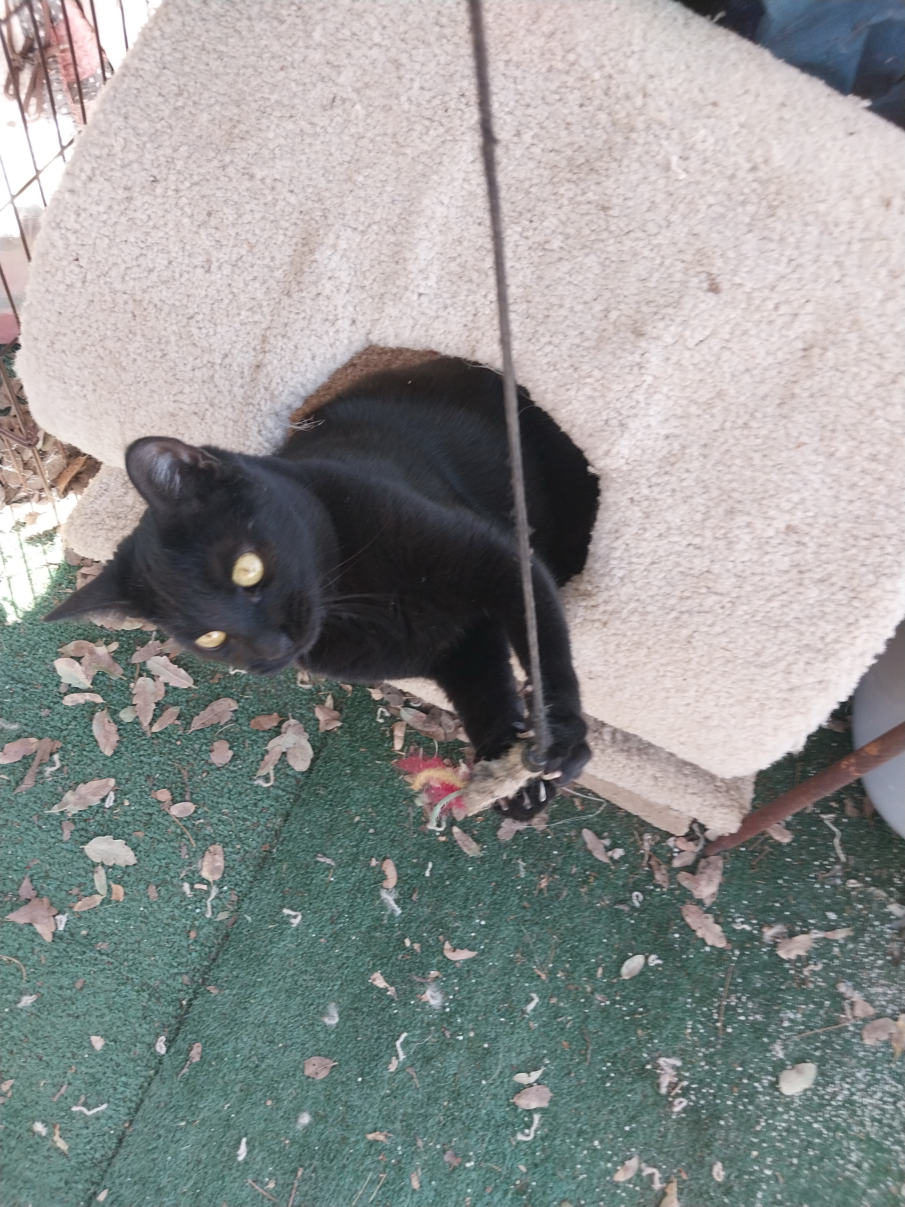 Enlarge Purretta(Baretta), a Adopted mixed breed in Tehachapi, CA image 3/4