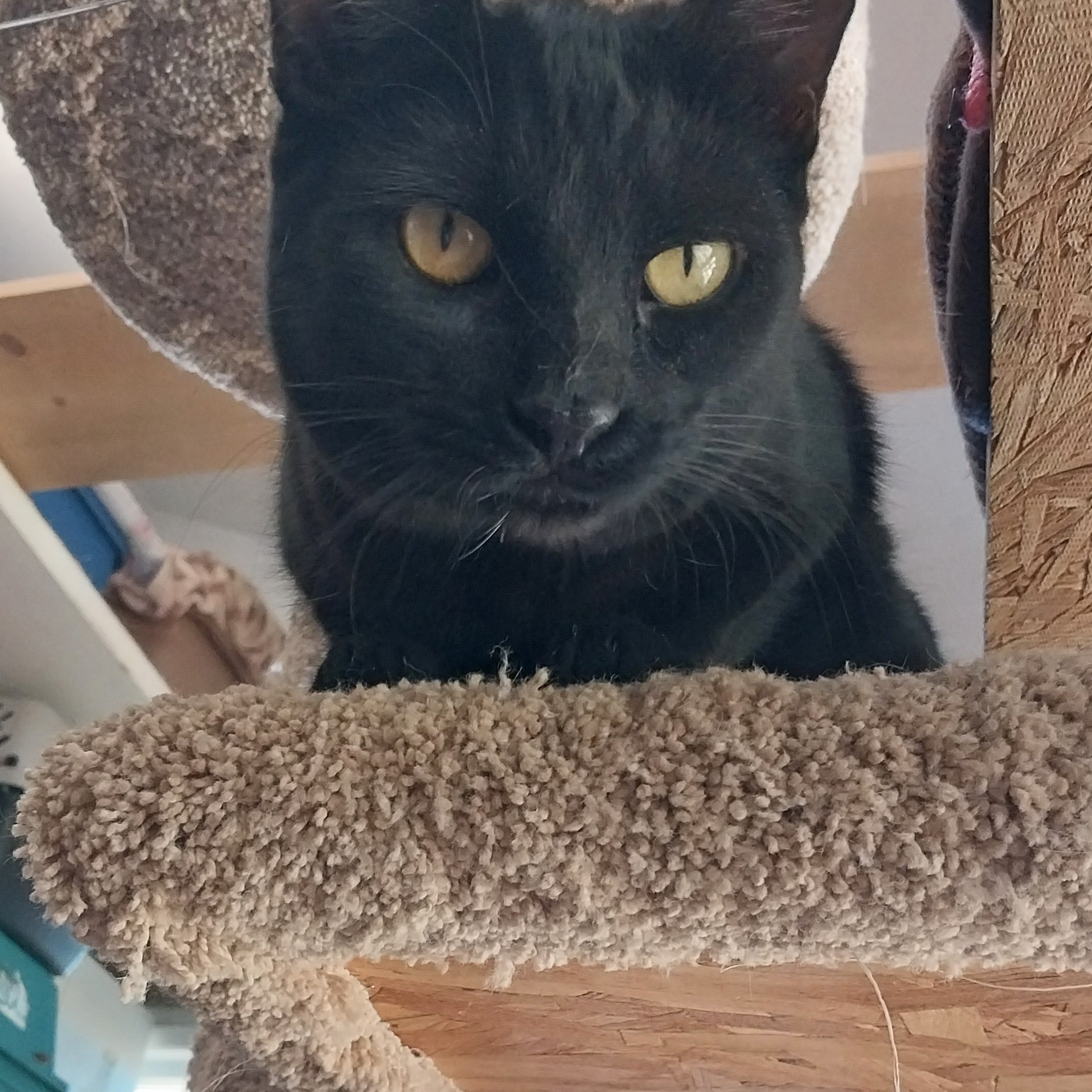 Enlarge Purretta(Baretta), a Adopted mixed breed in Tehachapi, CA image 4/4