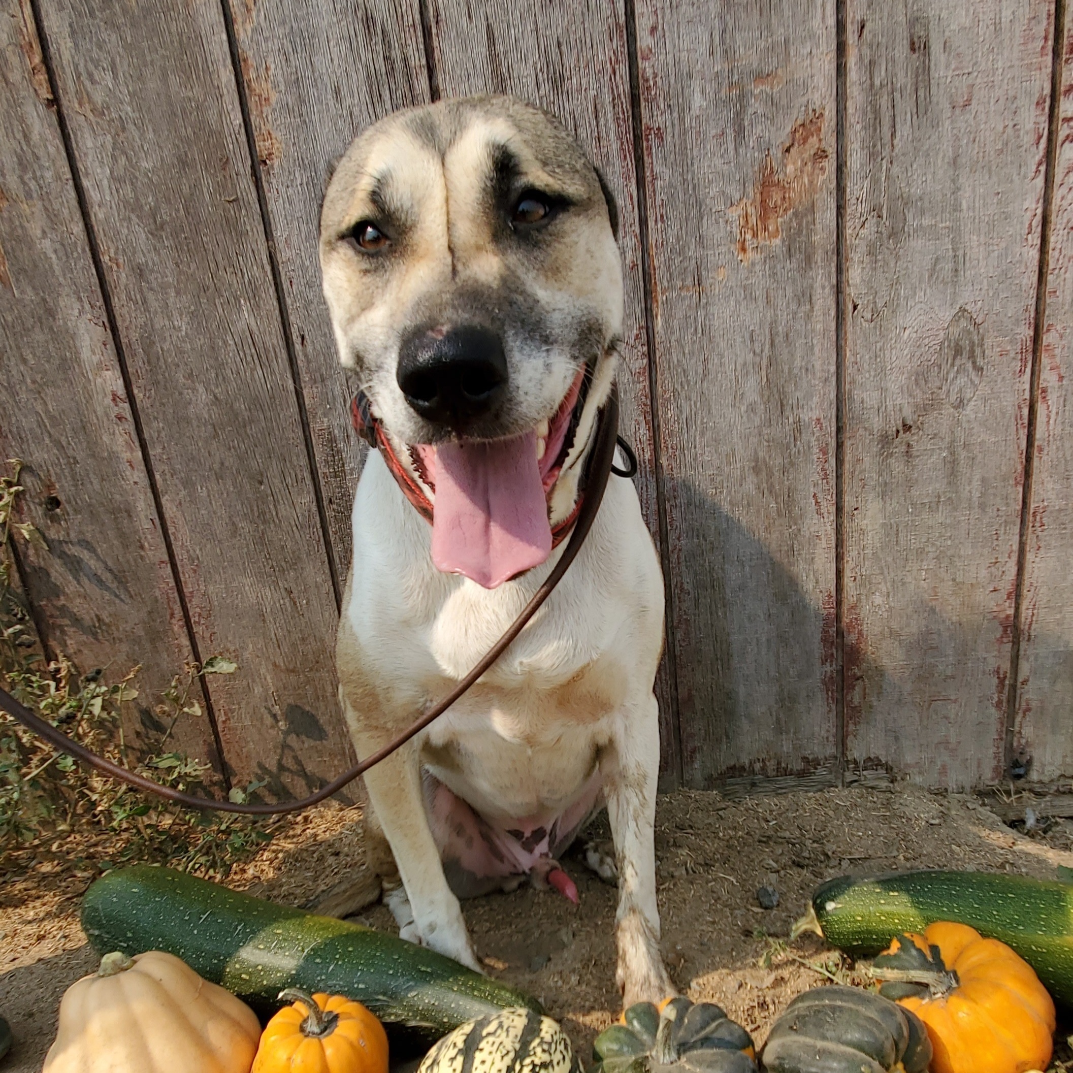 Jack, a Adoptable mixed breed in San Jose, CA image 1/6