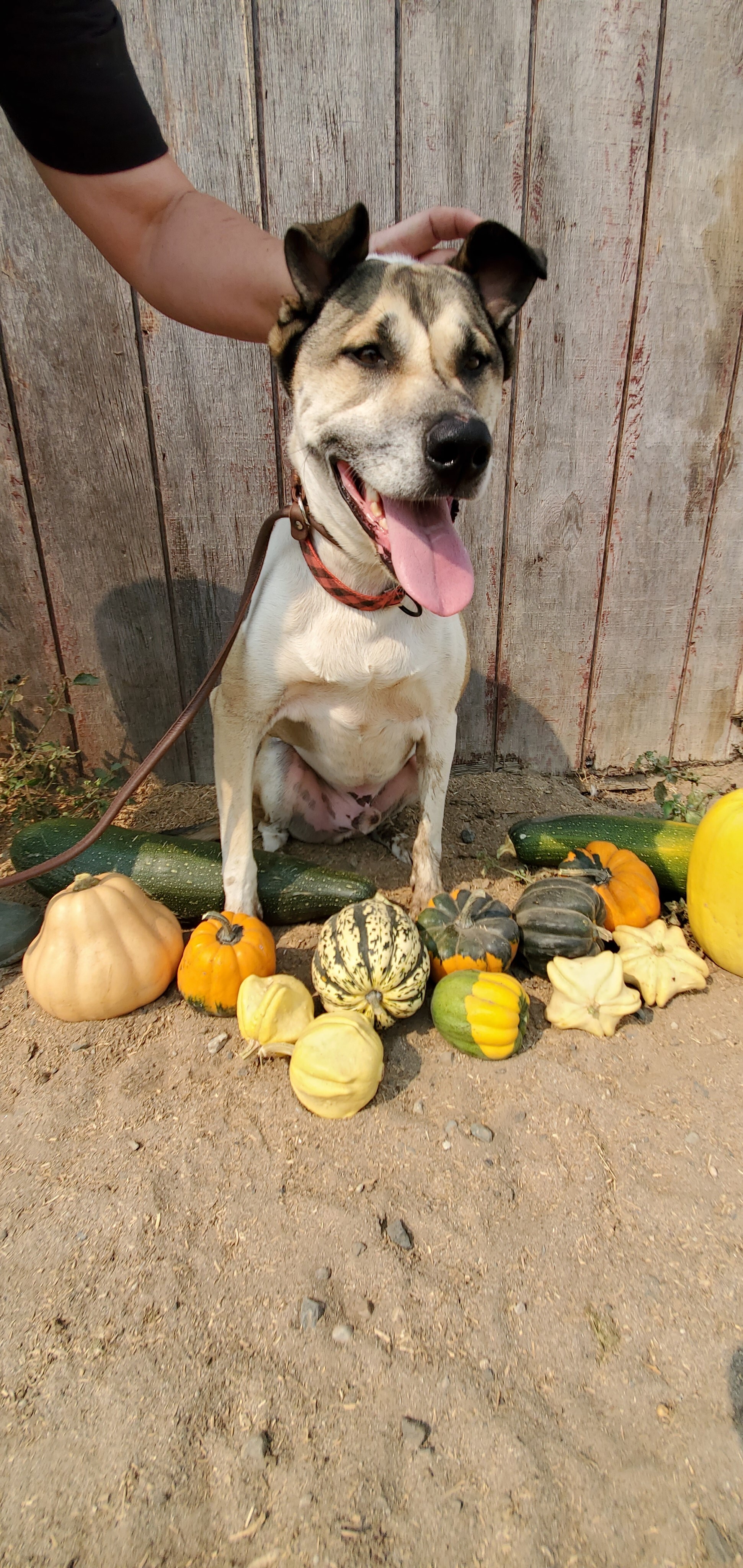 Jack, a Adoptable mixed breed in San Jose, CA image 2/6