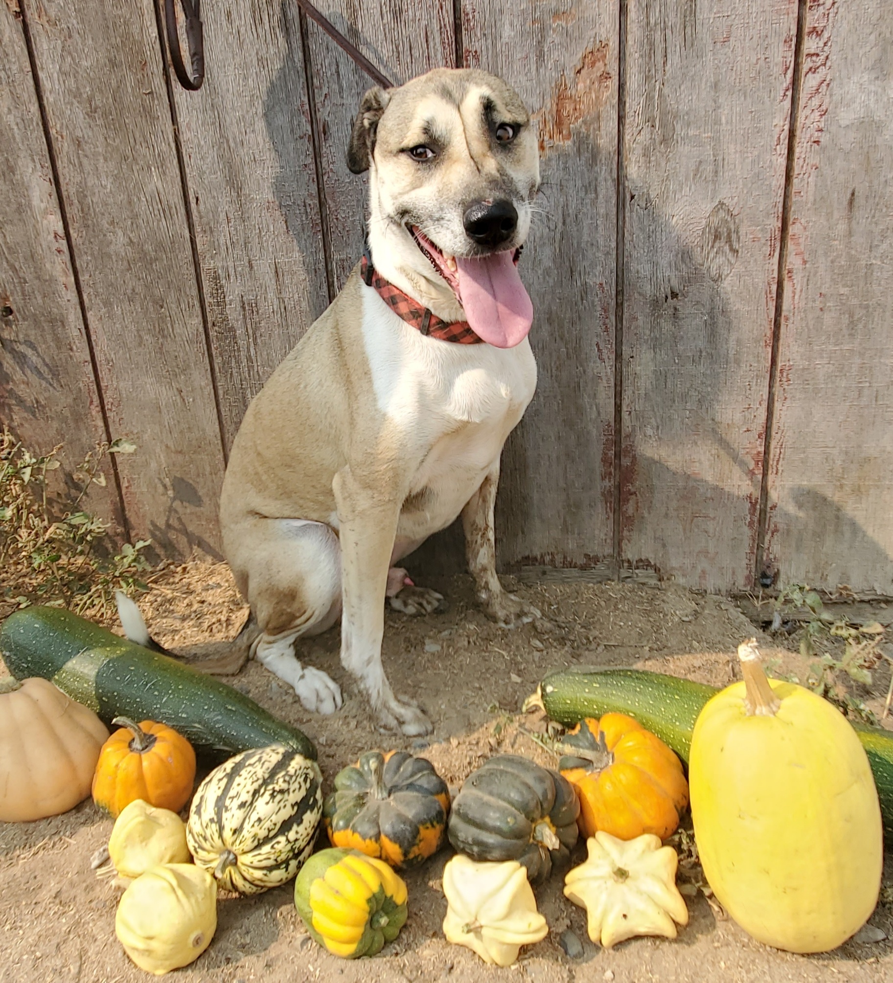 Jack, a Adoptable mixed breed in San Jose, CA image 3/6