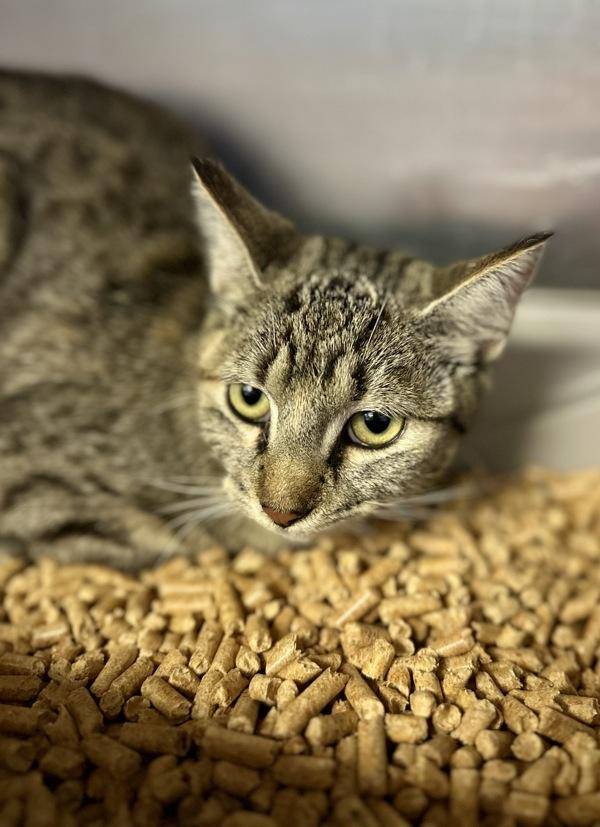 Amber, Adoptable, Young Female Domestic Short Hair.
