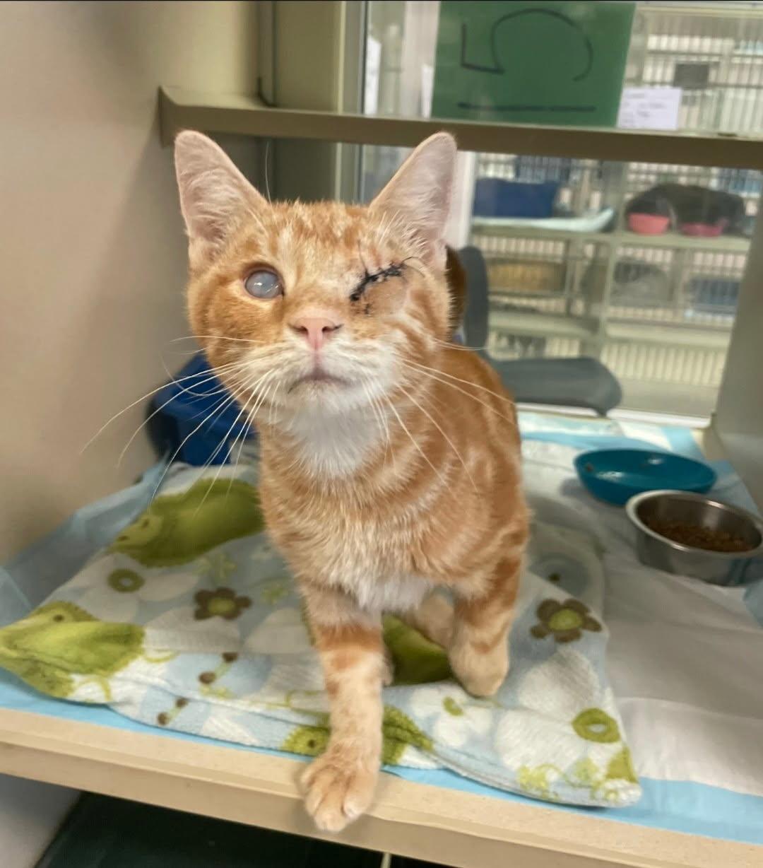 Enlarge George, an adoptable Domestic Short Hair in Mansfield, OH image 1/1