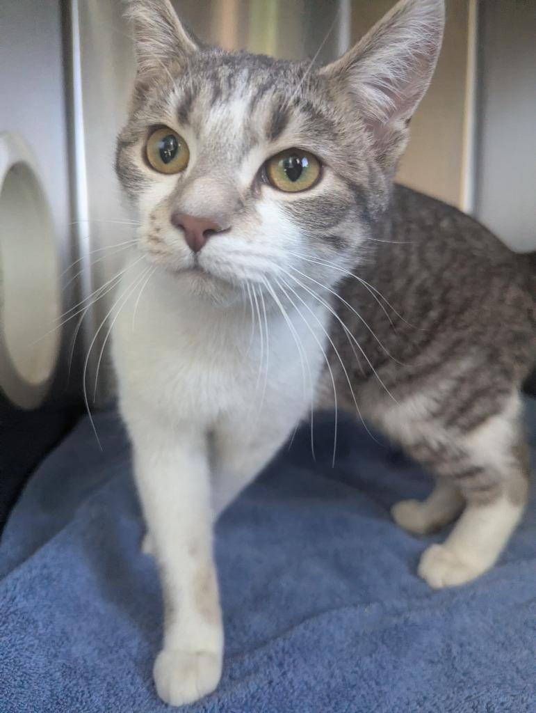 Enlarge Olive, a Adoptable mixed breed in Barron, WI image 1/6