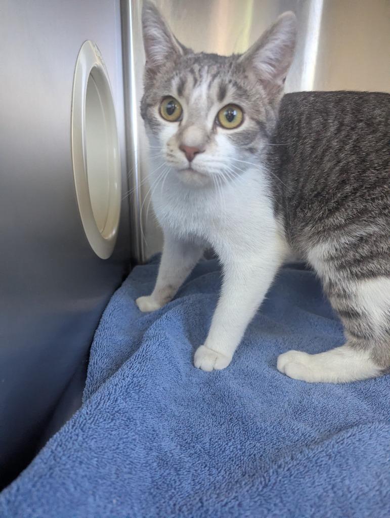 Enlarge Olive, a Adoptable mixed breed in Barron, WI image 1/3