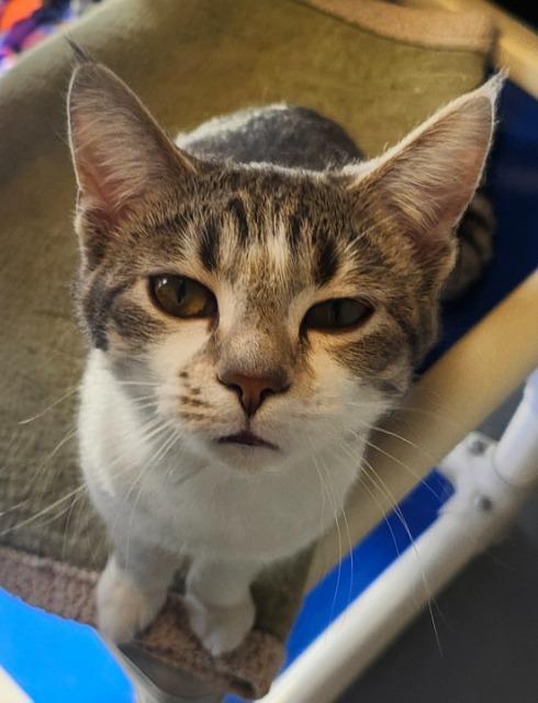 Enlarge Olive, a Adoptable mixed breed in Barron, WI image 2/6