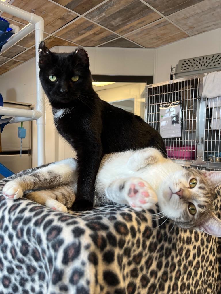 Enlarge Olive, a Adoptable mixed breed in Barron, WI image 3/6