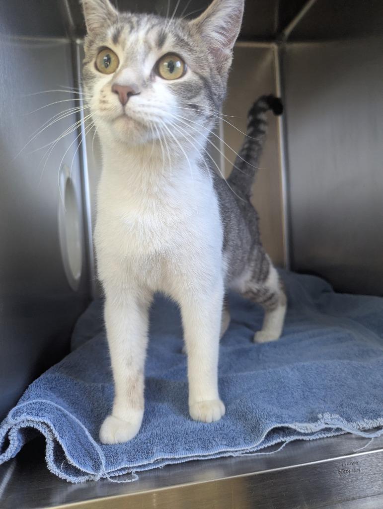 Enlarge Olive, a Adoptable mixed breed in Barron, WI image 3/3