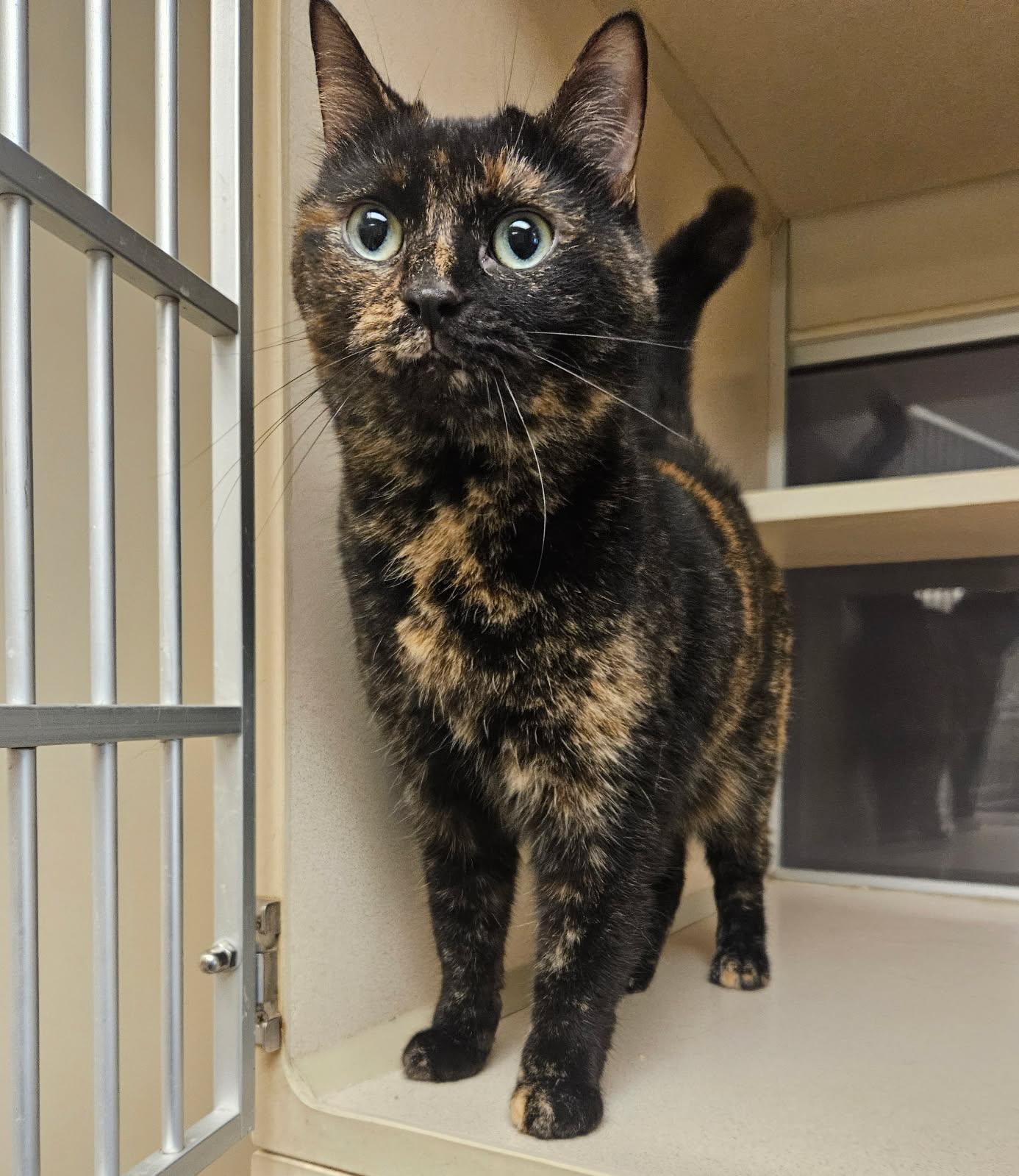 Enlarge Uni, an adoptable Domestic Short Hair in Mansfield, OH image 2/2