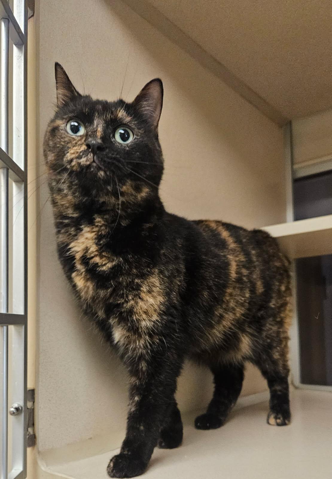 Uni, adoptable, Adult Female Domestic Short Hair.