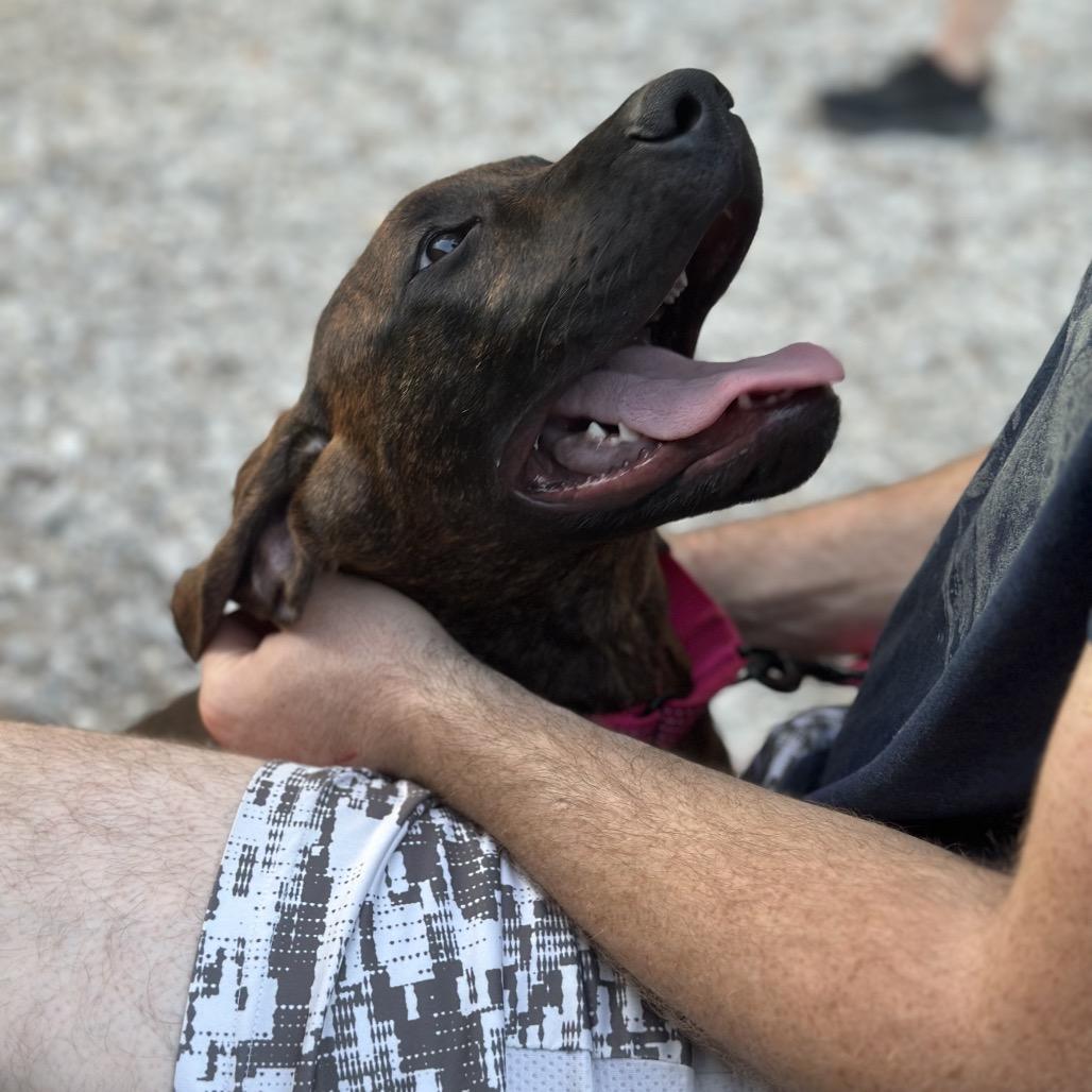 Enlarge Marcellus, a Adoptable mixed breed in Mount Vernon, IN image 1/6