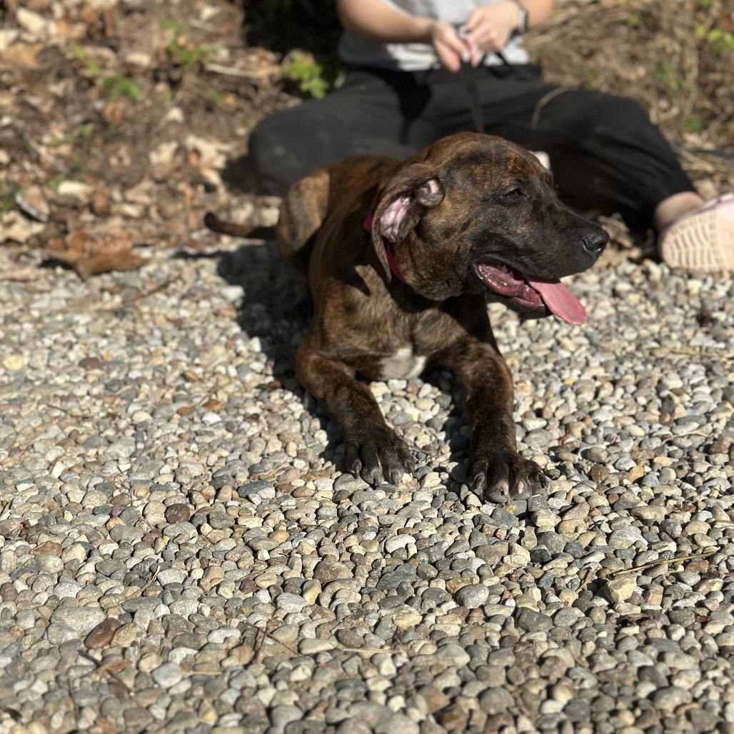 Enlarge Marcellus, a Adoptable mixed breed in Mount Vernon, IN image 2/6