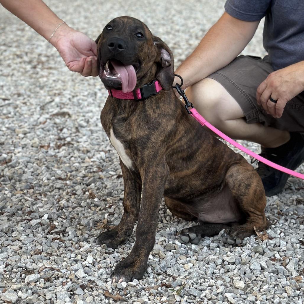 Enlarge Marcellus, a Adoptable mixed breed in Mount Vernon, IN image 3/6