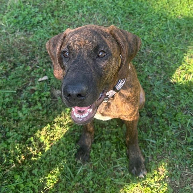 Enlarge Marcellus, a Adoptable mixed breed in Mount Vernon, IN image 4/6