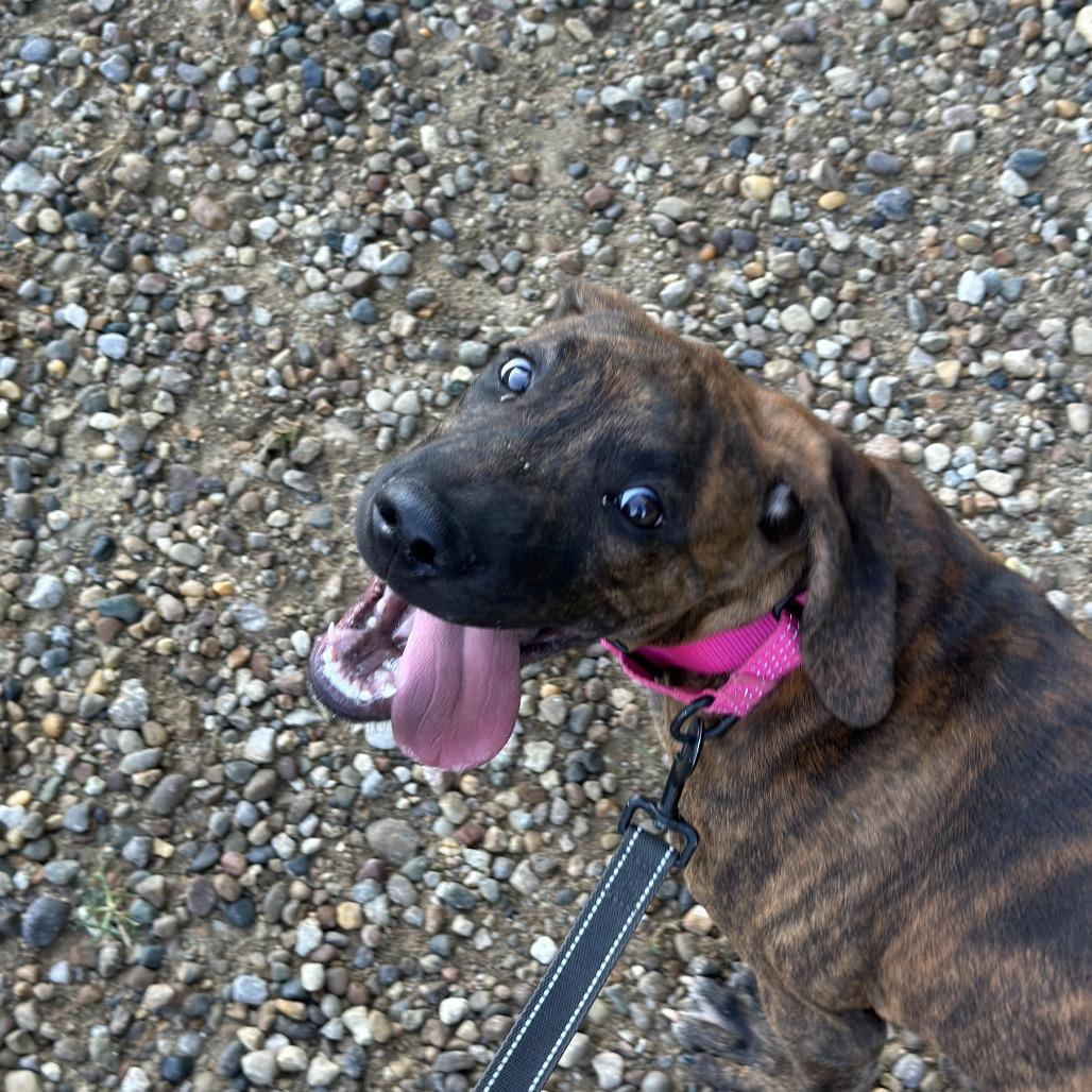 Enlarge Marcellus, a Adoptable mixed breed in Mount Vernon, IN image 5/6