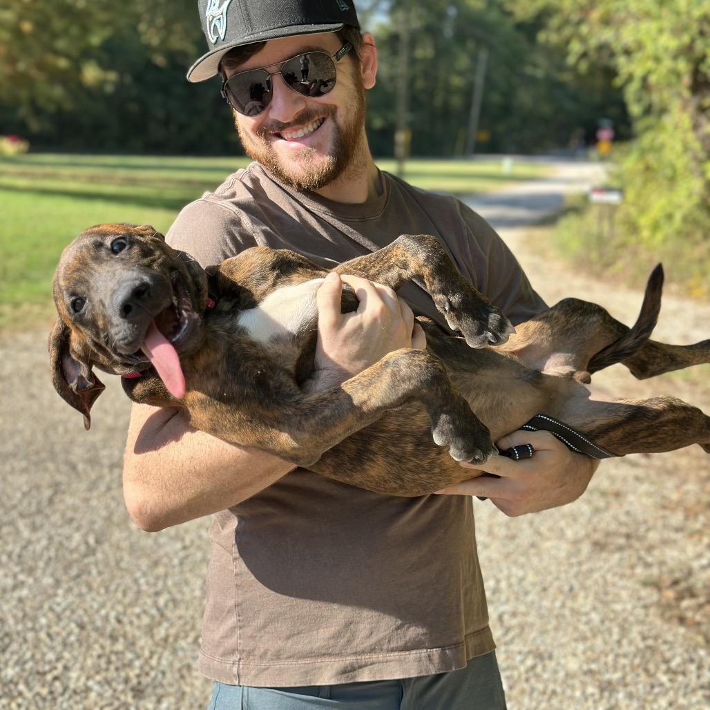 Enlarge Marcellus, a Adoptable mixed breed in Mount Vernon, IN image 6/6