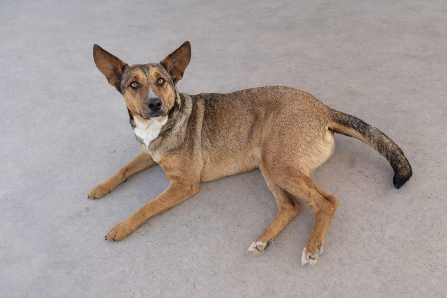 Giorgia , a ADOPTABLE mixed breed in Tijuana, BCN image 1/3