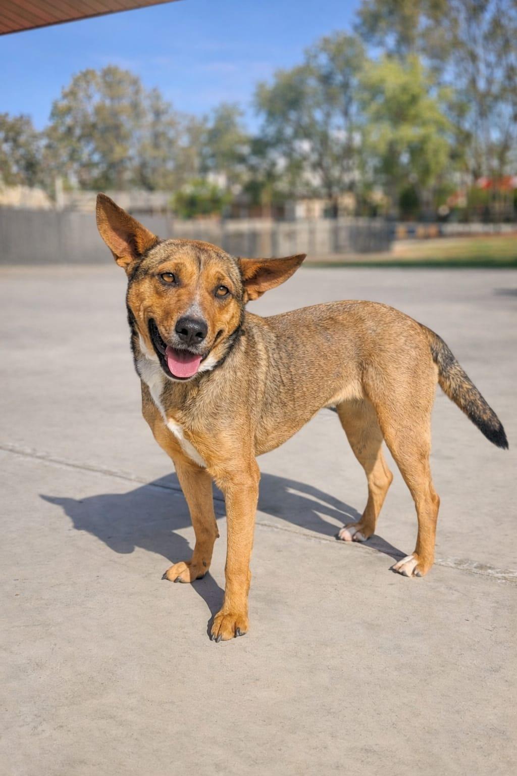 Giorgia , a ADOPTABLE mixed breed in Tijuana, BCN image 2/3