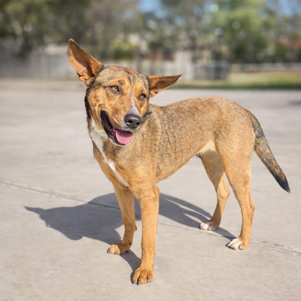 Giorgia , a ADOPTABLE mixed breed in Tijuana, BCN image 3/3
