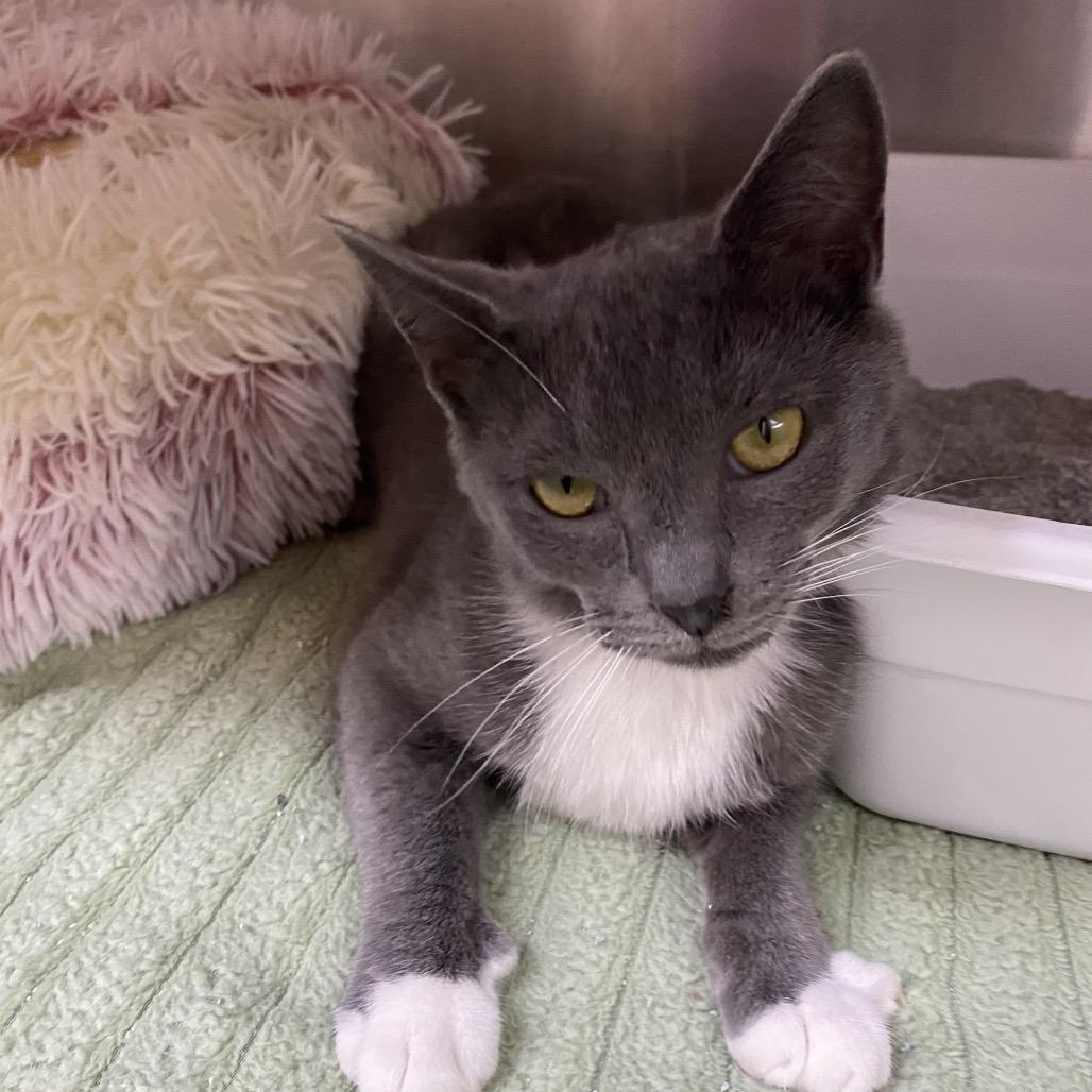 Misty, Adoptable, Young Female Domestic Short Hair.