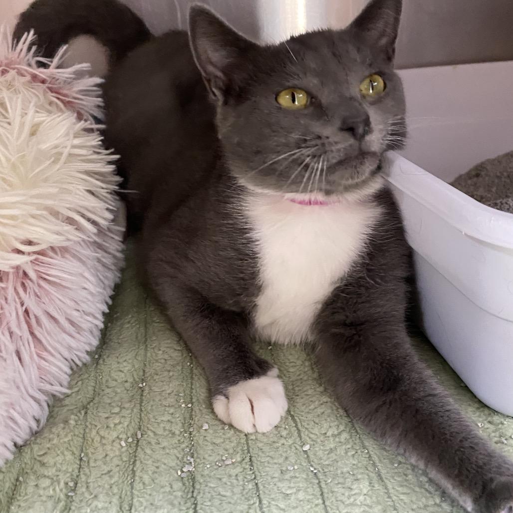Enlarge Misty, a Adoptable Domestic Short Hair in Blairsville, GA image 2/6