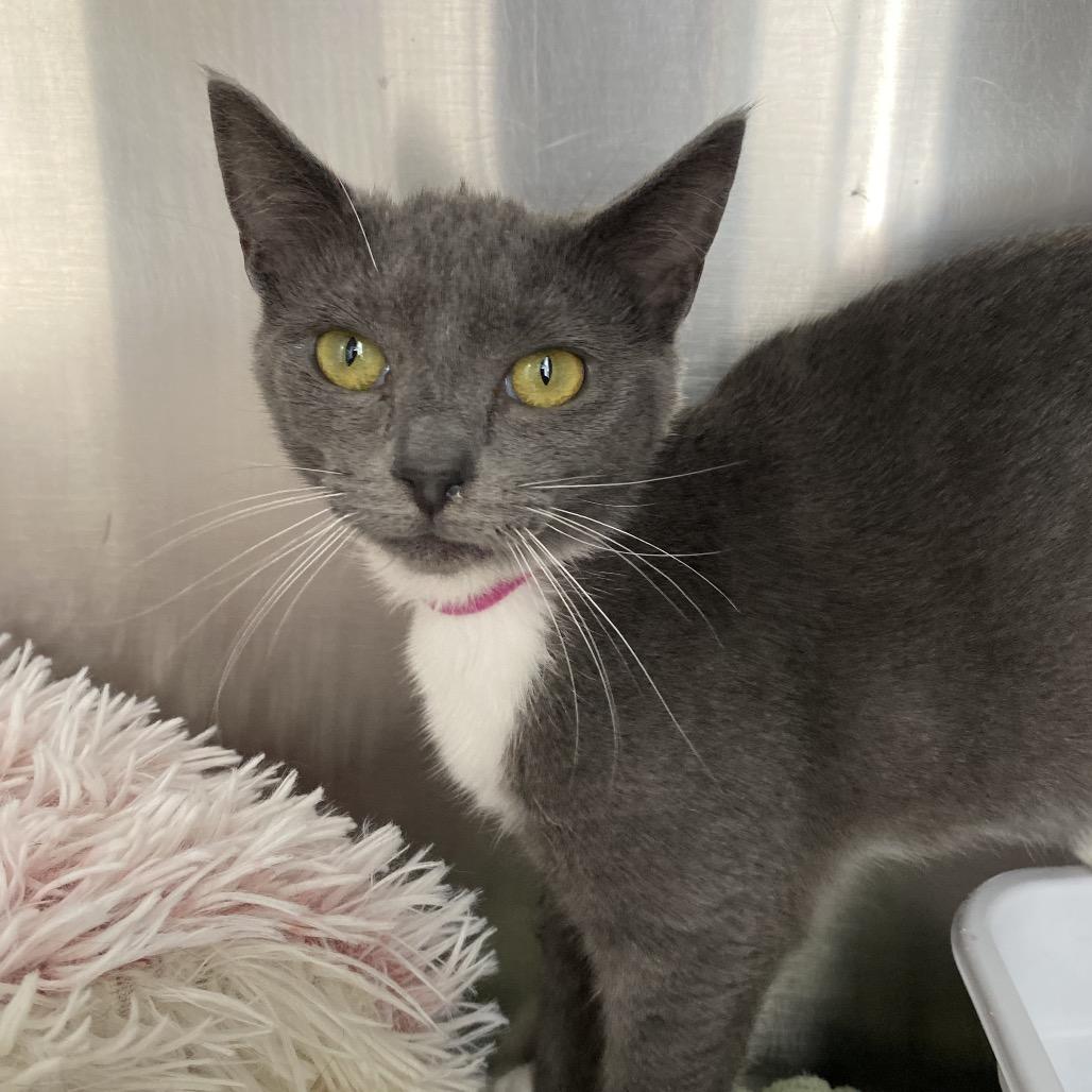 Enlarge Misty, a Adoptable Domestic Short Hair in Blairsville, GA image 3/6