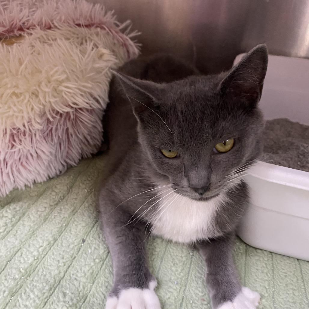 Enlarge Misty, a Adoptable Domestic Short Hair in Blairsville, GA image 4/6