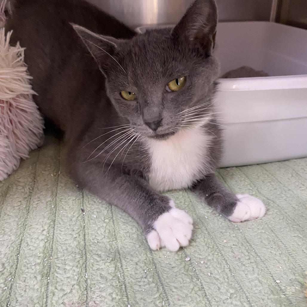 Enlarge Misty, a Adoptable Domestic Short Hair in Blairsville, GA image 5/6