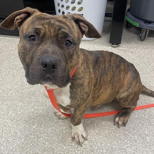 Prince, a Adoptable mixed breed in Prince Frederick, MD image 1/6