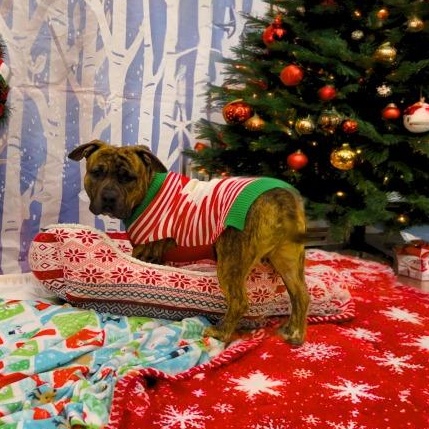 Enlarge Prince, a Adoptable mixed breed in Prince Frederick, MD image 2/6