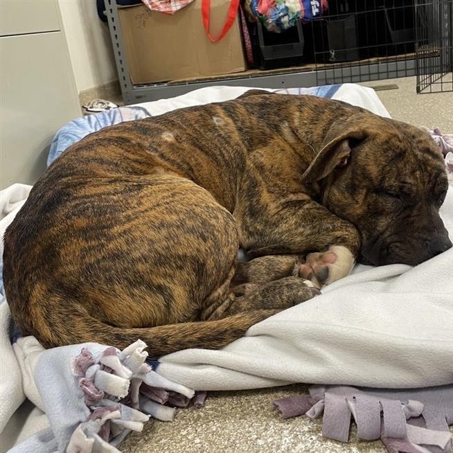 Prince, a Adoptable mixed breed in Prince Frederick, MD image 2/6