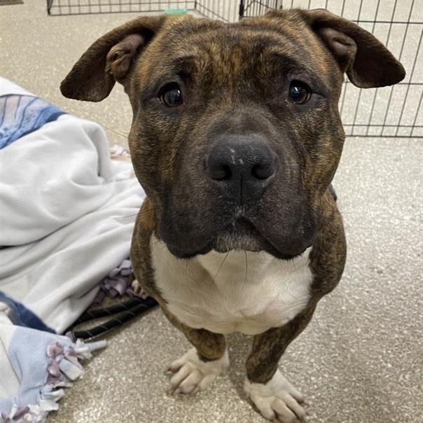 Prince, a Adoptable mixed breed in Prince Frederick, MD image 3/6