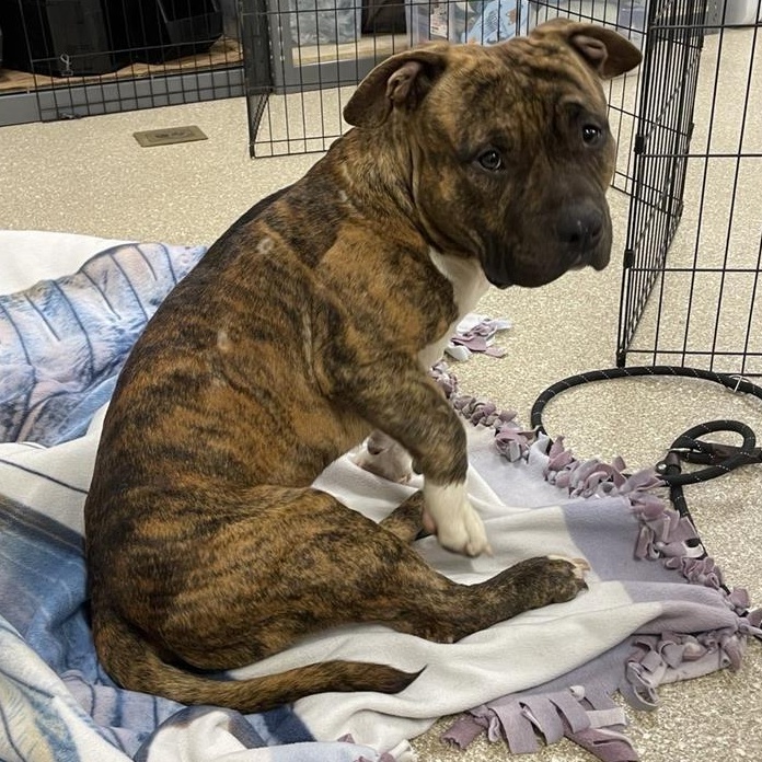 Prince, a Adoptable mixed breed in Prince Frederick, MD image 4/6