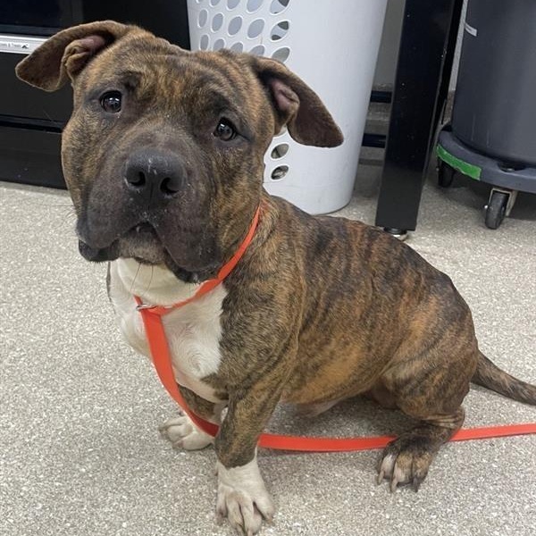 Prince, a Adoptable mixed breed in Prince Frederick, MD image 5/6