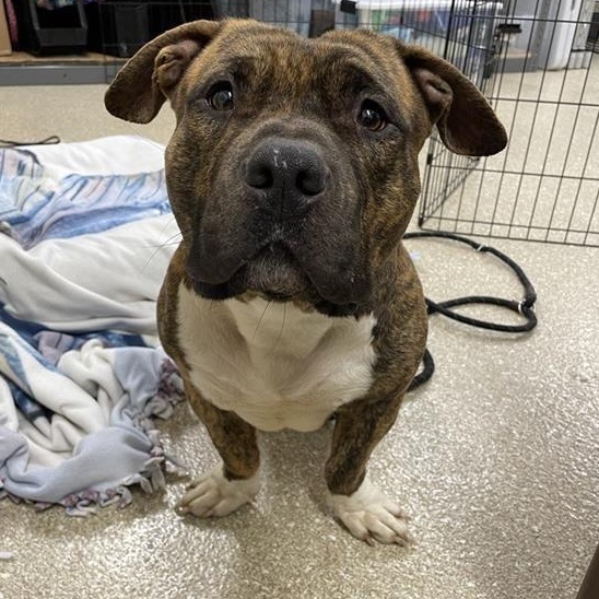 Prince, a Adoptable mixed breed in Prince Frederick, MD image 6/6