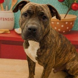 Enlarge Prince, a Adoptable mixed breed in Prince Frederick, MD image 1/6
