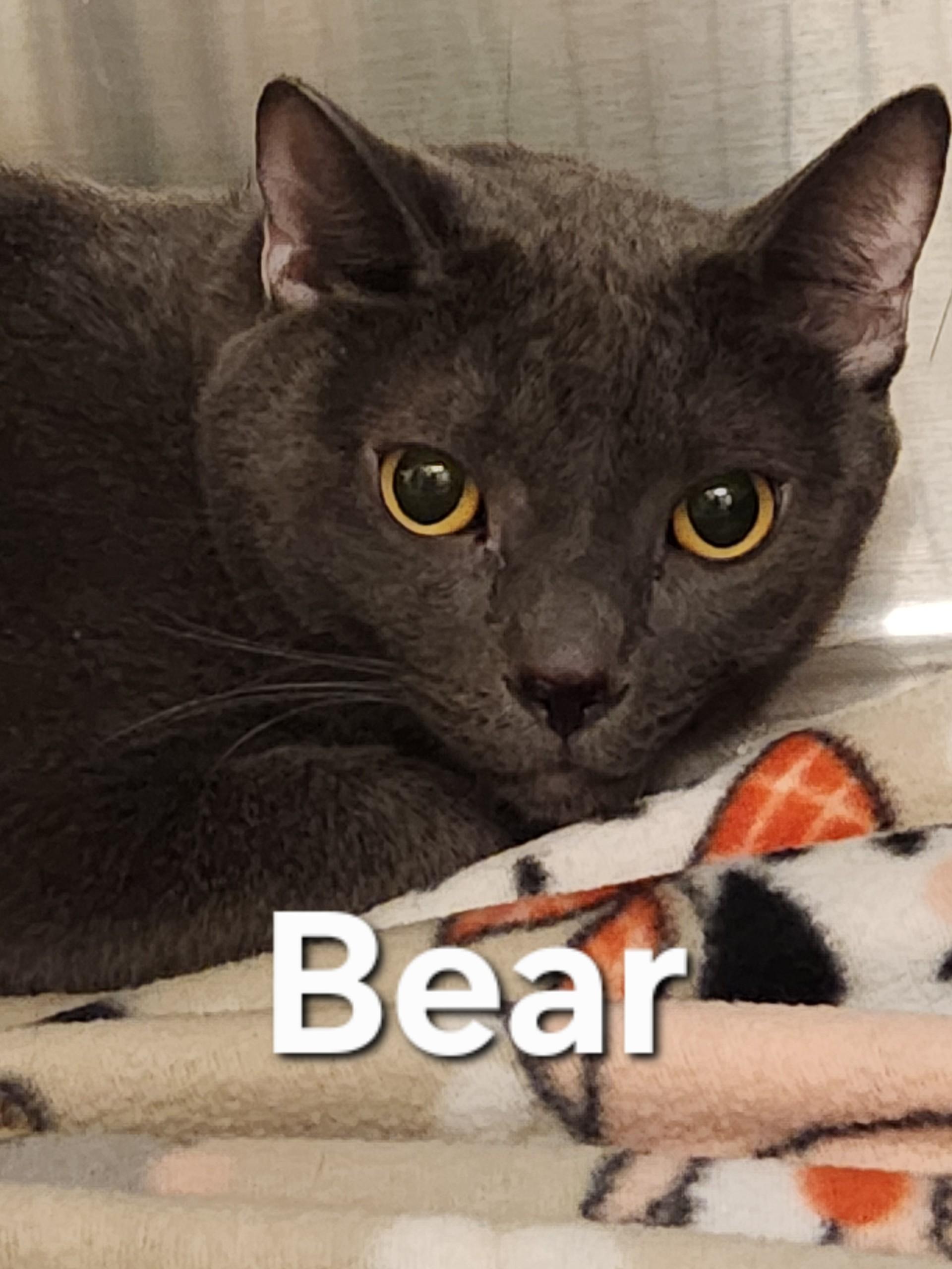 Bear, ADOPTABLE, Adult Male Domestic Short Hair.