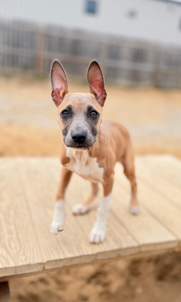 Hattie (foster), Adoptable, Puppy Female Mixed Breed.