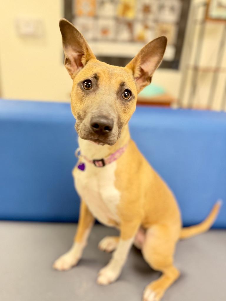 Hattie (foster), Adoptable, Puppy Female Mixed Breed.