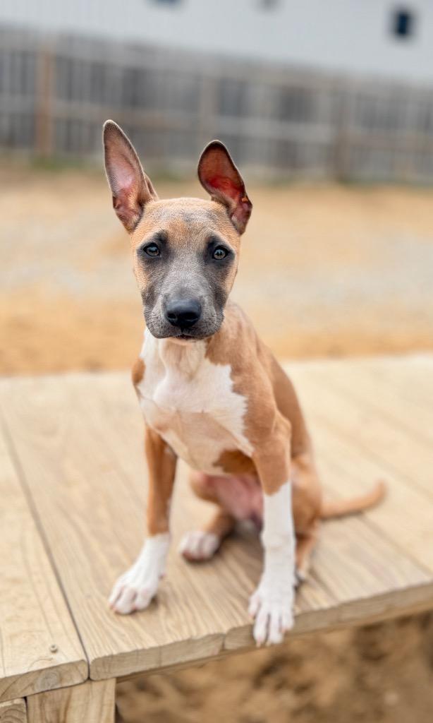 Enlarge Hattie (foster), a Adoptable Mixed Breed in Muskegon, MI image 2/2