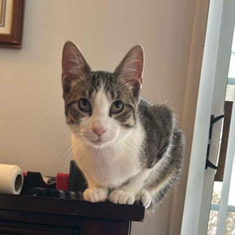 Enlarge Lulu, a Adoptable Tabby in Woodbridge, NJ image 1/1